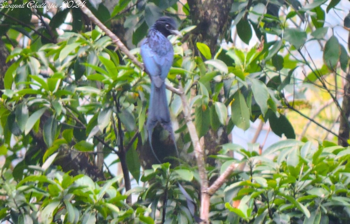 Greater Racket-tailed Drongo - ML620292729