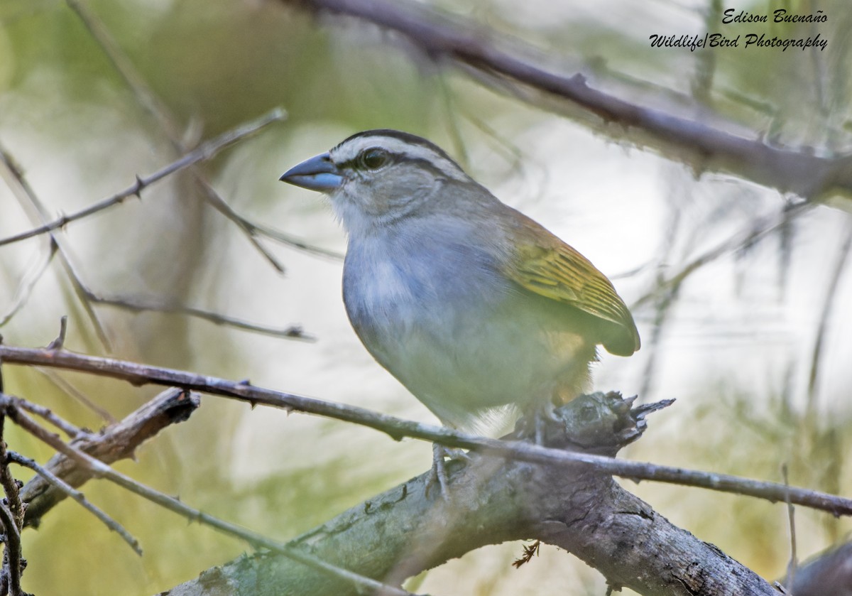 Tocuyo Sparrow - ML620292731