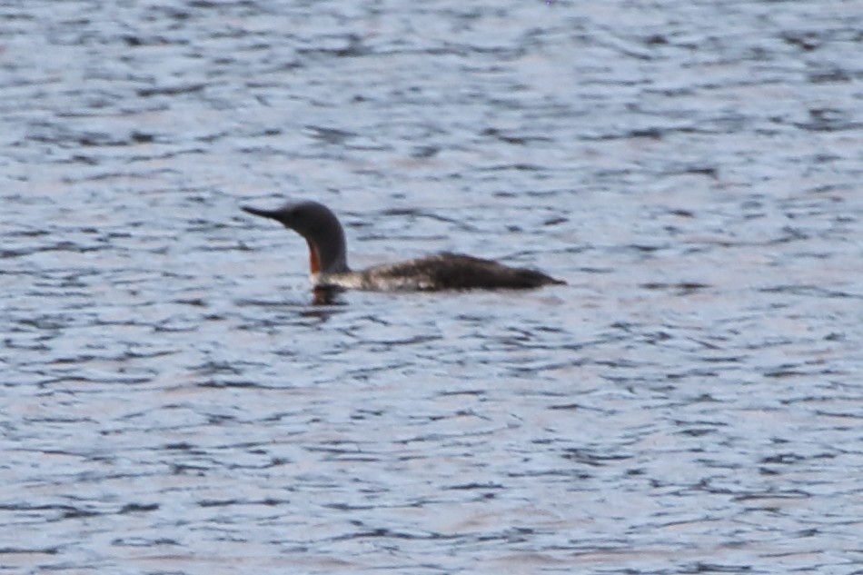 Red-throated Loon - ML620292739