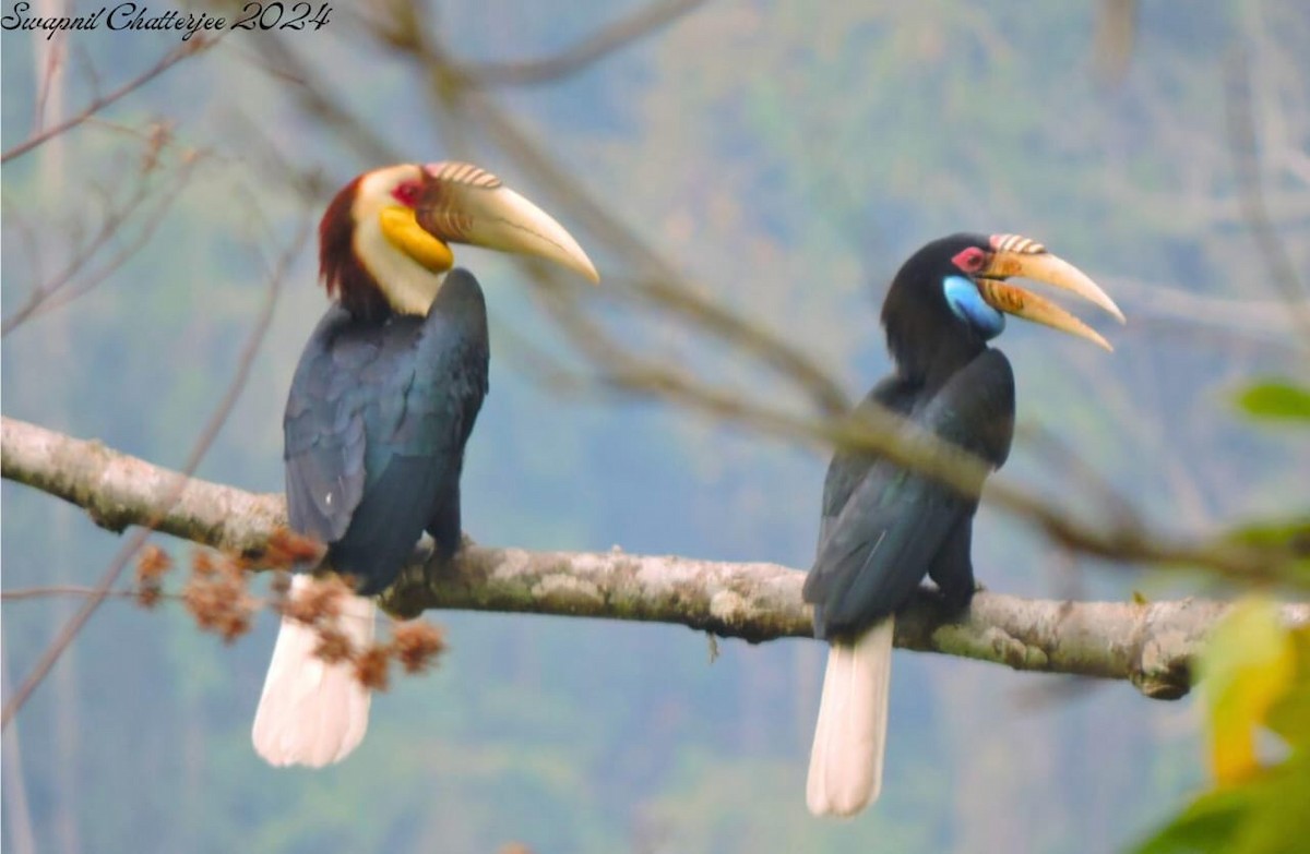 Wreathed Hornbill - ML620292742