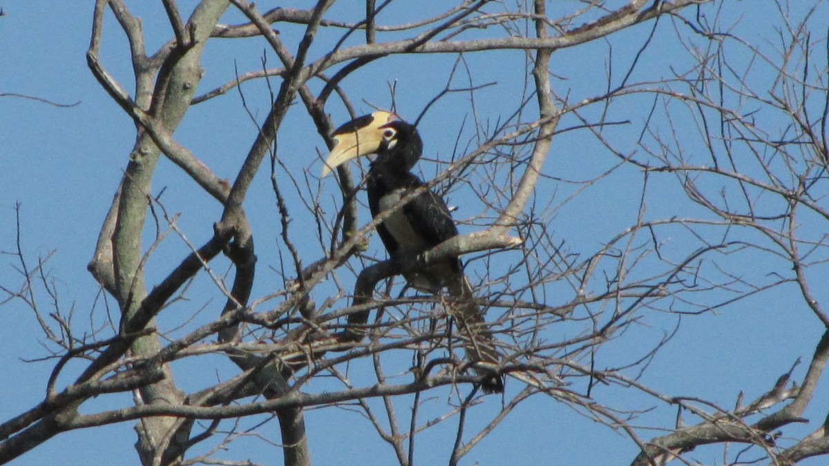 Malabar Pied-Hornbill - ML620292747