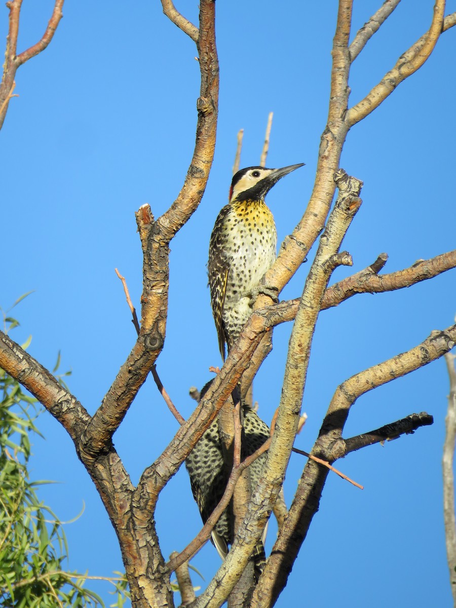 Green-barred Woodpecker - ML620292748