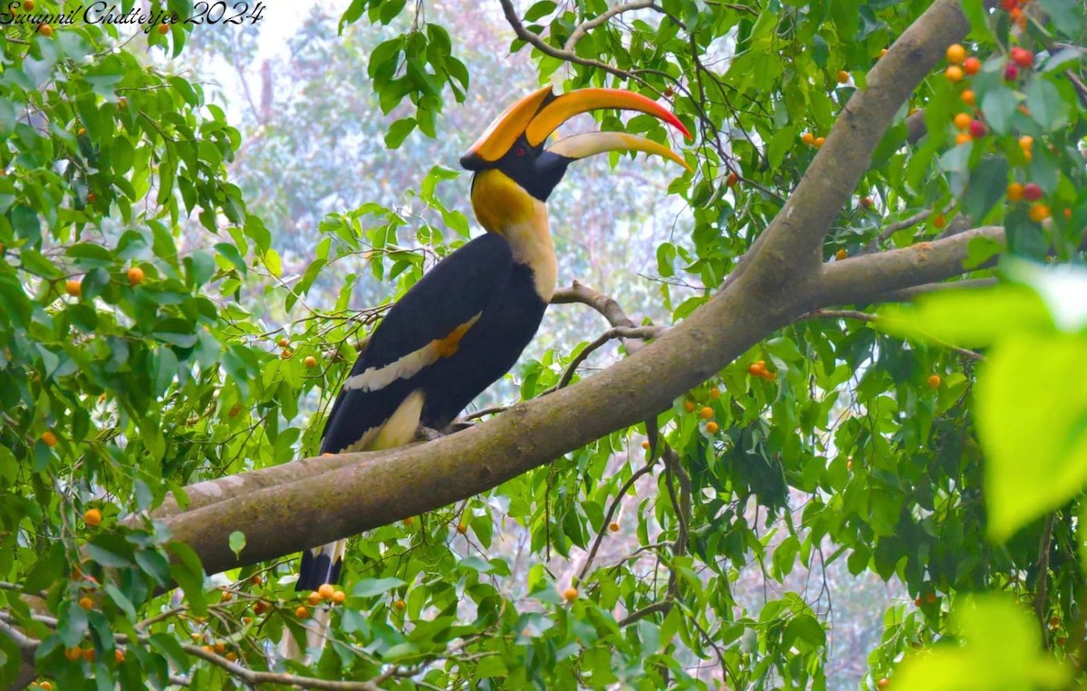 Great Hornbill - ML620292749