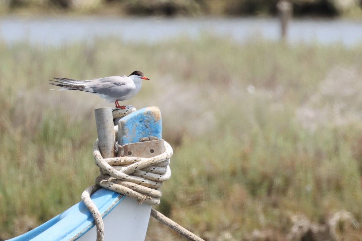 Common Tern - ML620292754