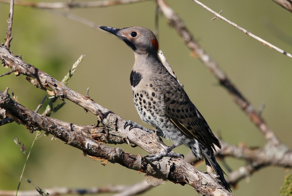 Northern Flicker - ML620292761