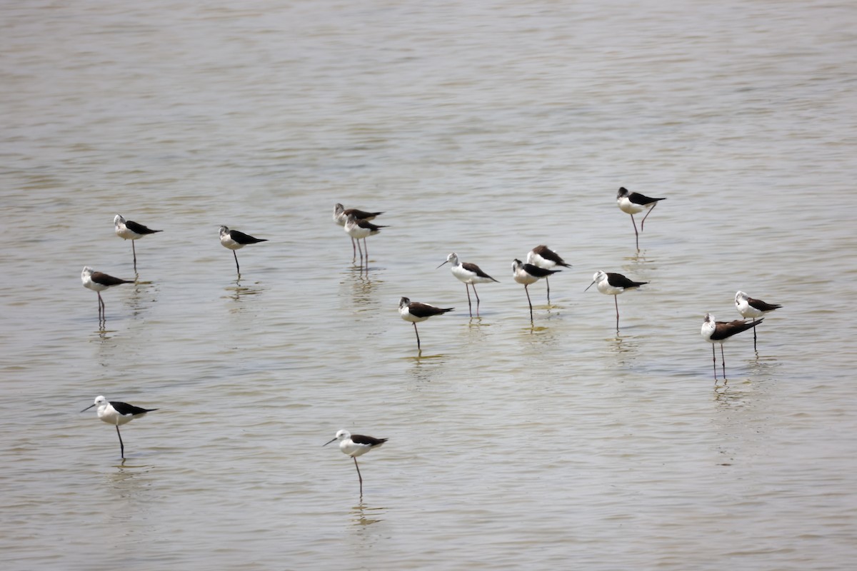 Black-winged Stilt - ML620292763