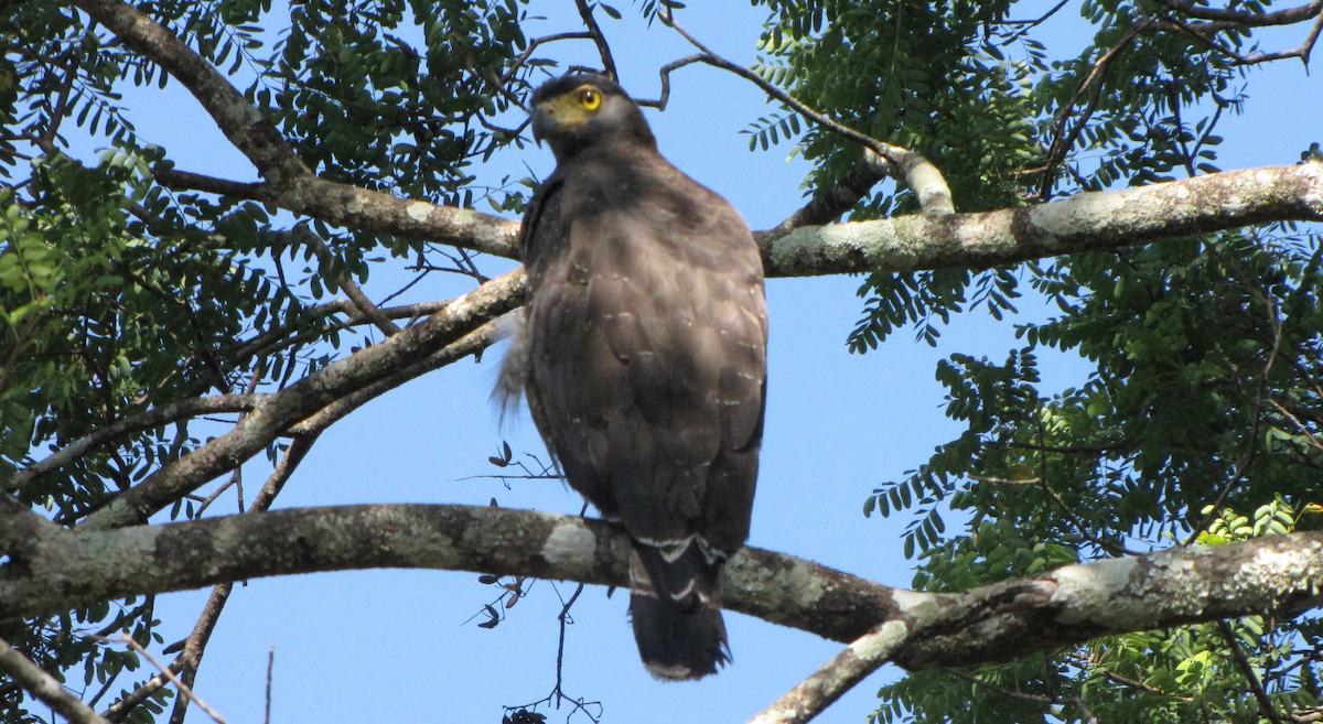 Crested Serpent-Eagle - ML620292768
