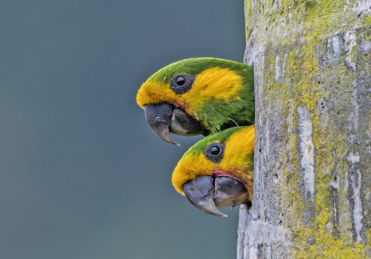 Yellow-eared Parrot - Edison Buenano