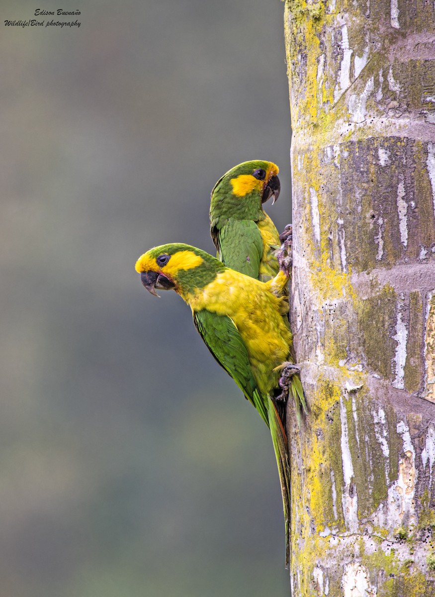 Yellow-eared Parrot - ML620292774