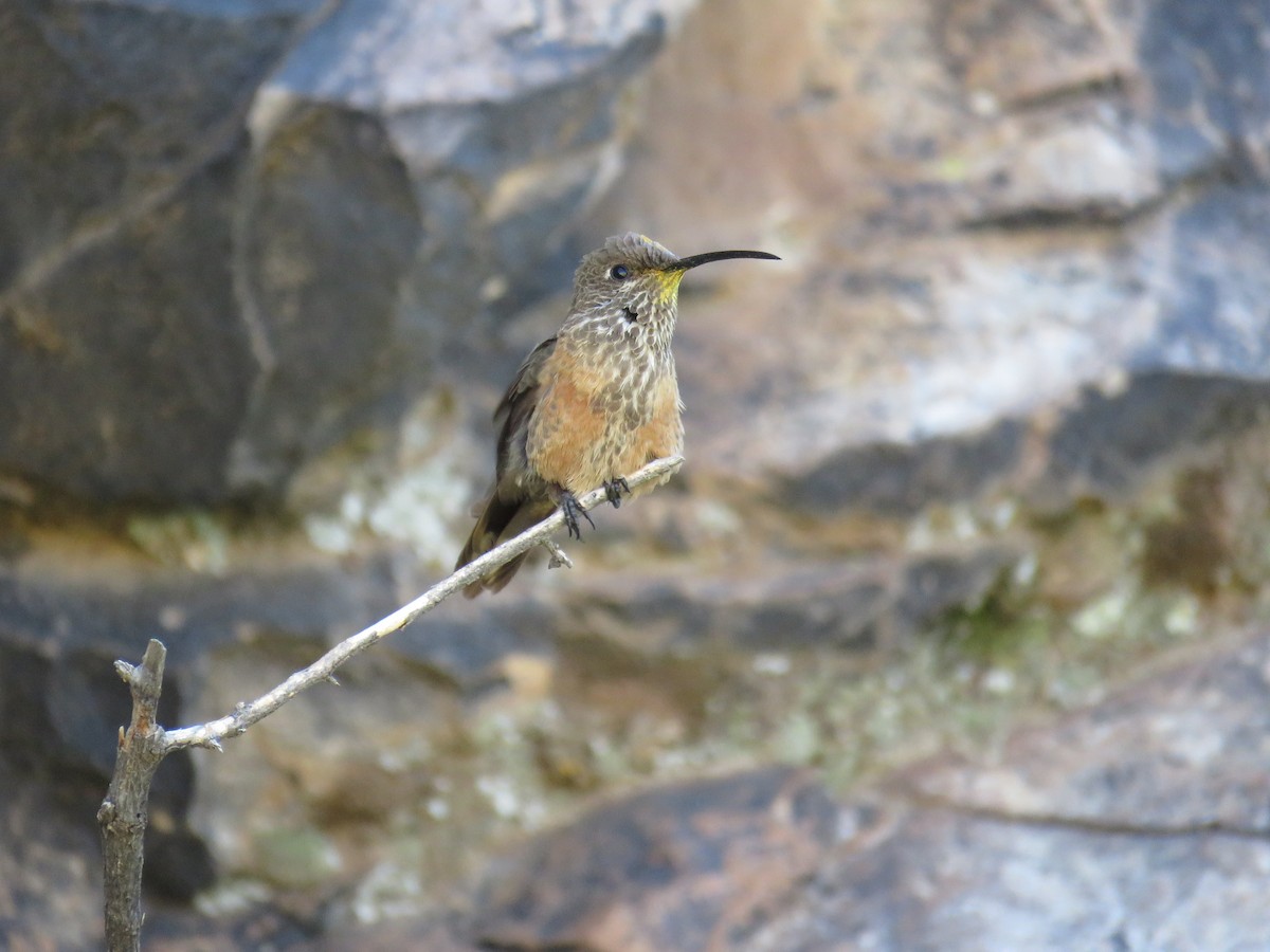 Wedge-tailed Hillstar - ML620292776