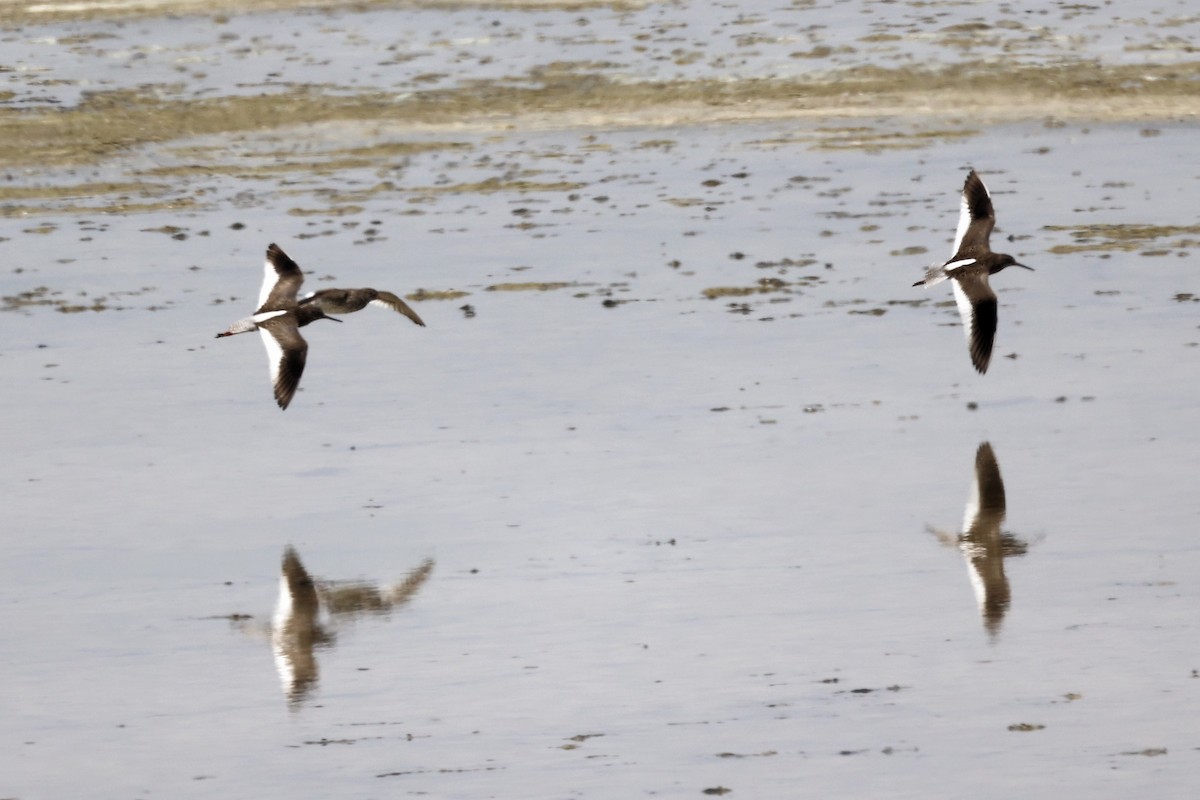 Common Redshank - ML620292785