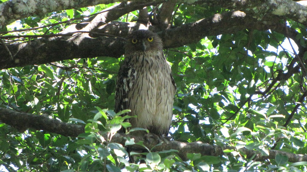 Brown Fish-Owl - ML620292786