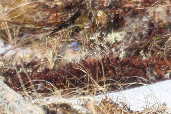 Bluethroat - ML620292788