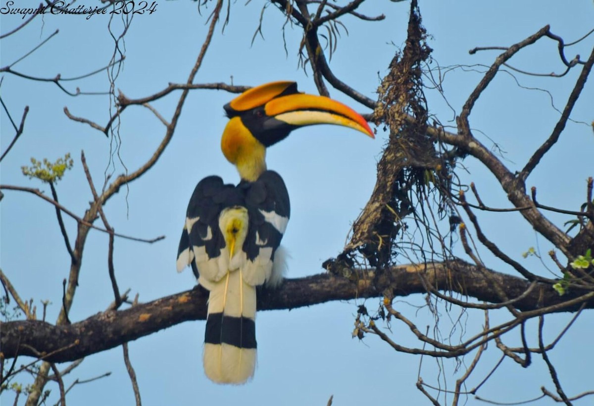 Great Hornbill - ML620292791