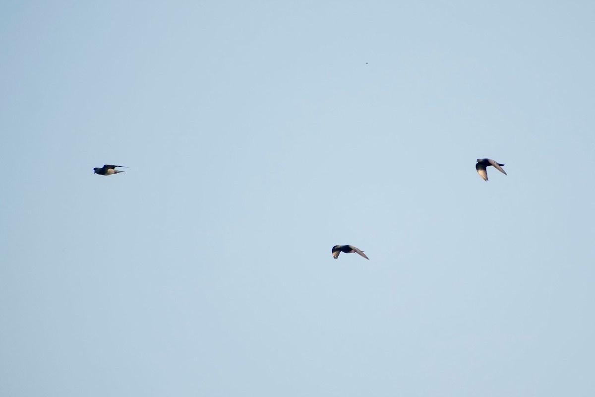 Rock Pigeon (Feral Pigeon) - ML620292793