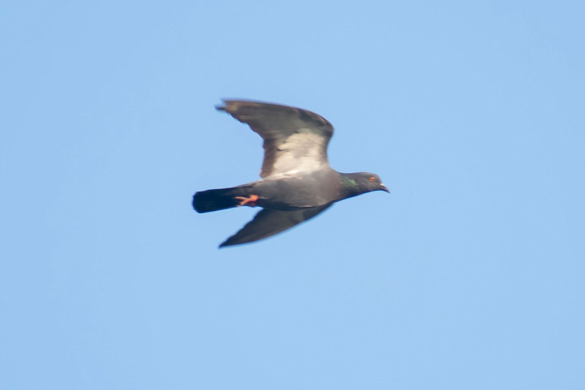 Rock Pigeon (Feral Pigeon) - ML620292794