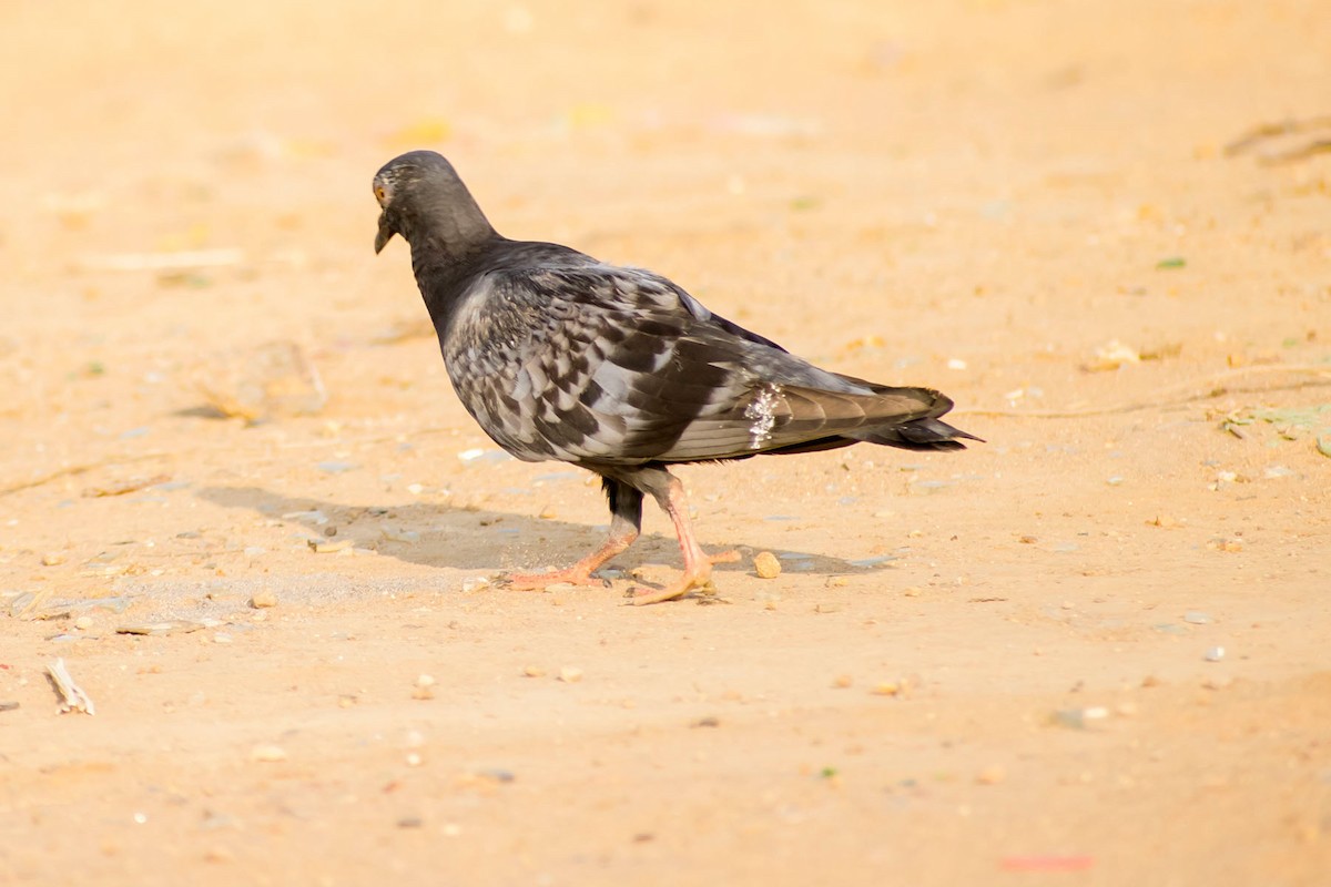 Rock Pigeon (Feral Pigeon) - ML620292795