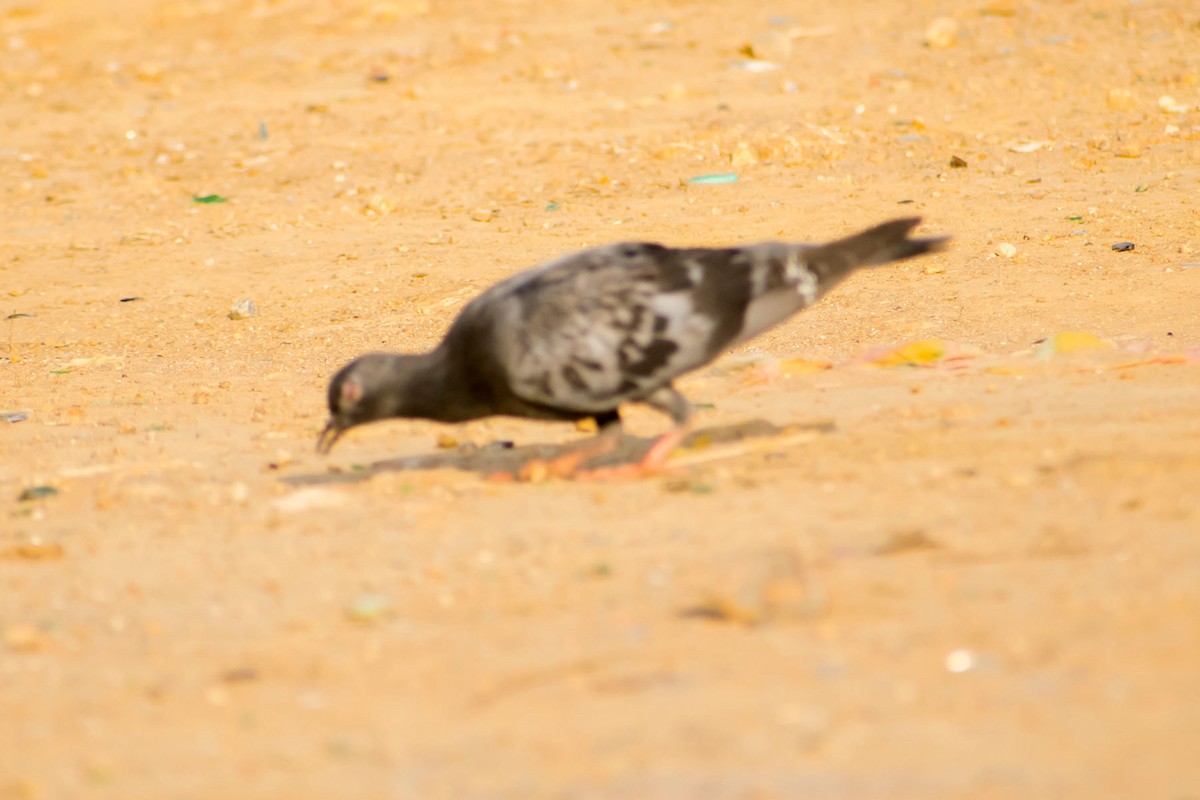 Rock Pigeon (Feral Pigeon) - ML620292796