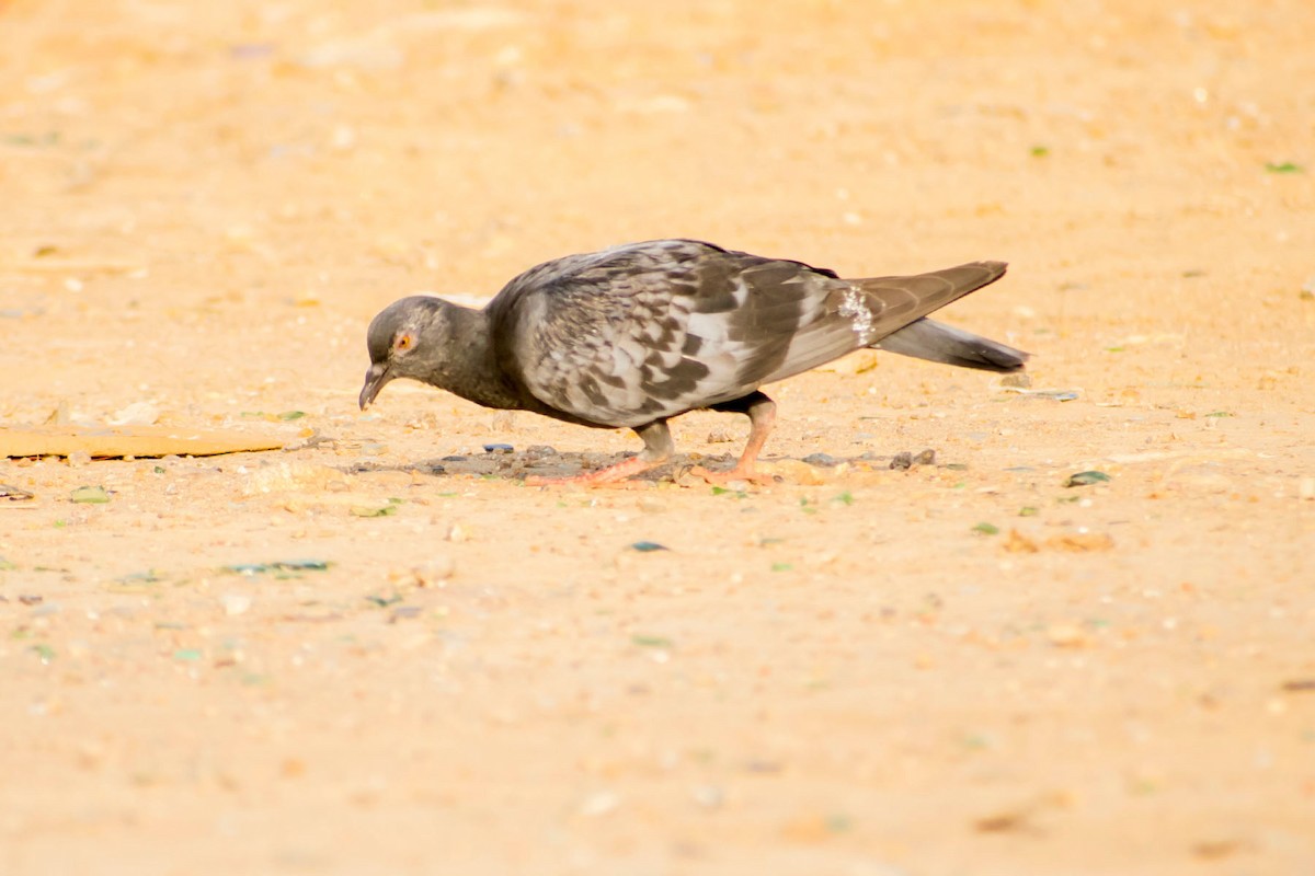 Rock Pigeon (Feral Pigeon) - ML620292797