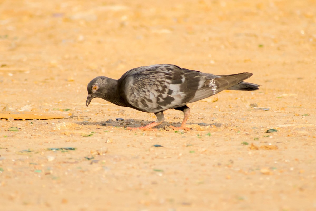 Rock Pigeon (Feral Pigeon) - ML620292798
