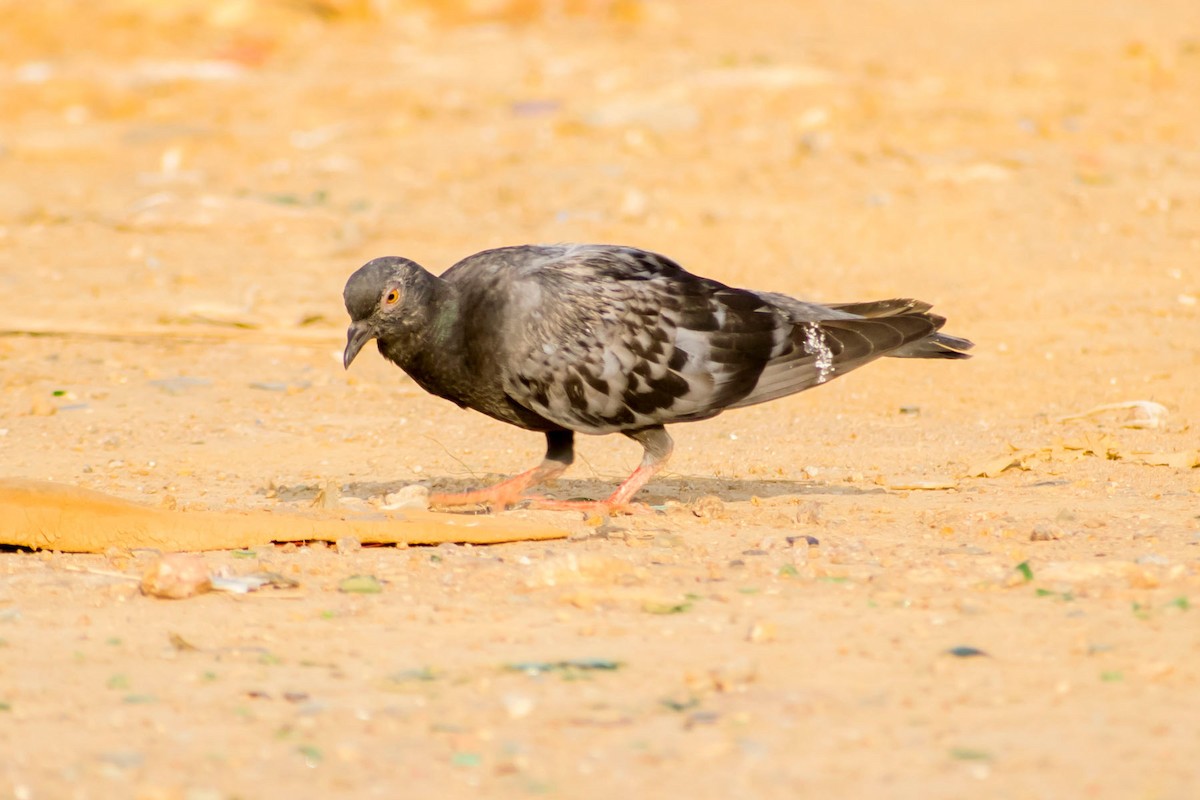 Rock Pigeon (Feral Pigeon) - ML620292799