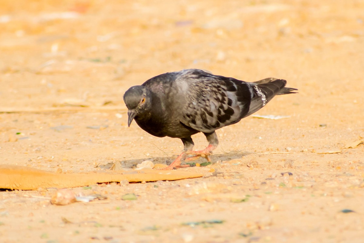Rock Pigeon (Feral Pigeon) - ML620292800