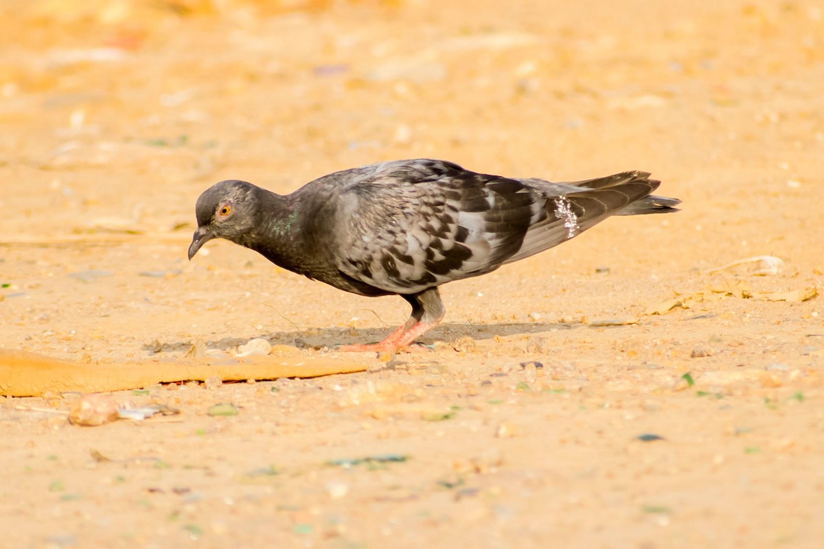 Rock Pigeon (Feral Pigeon) - ML620292801