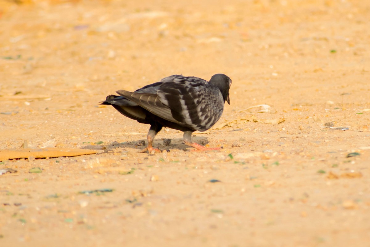 Rock Pigeon (Feral Pigeon) - ML620292802