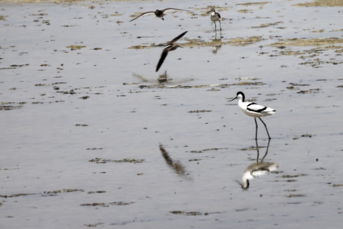 Pied Avocet - ML620292803