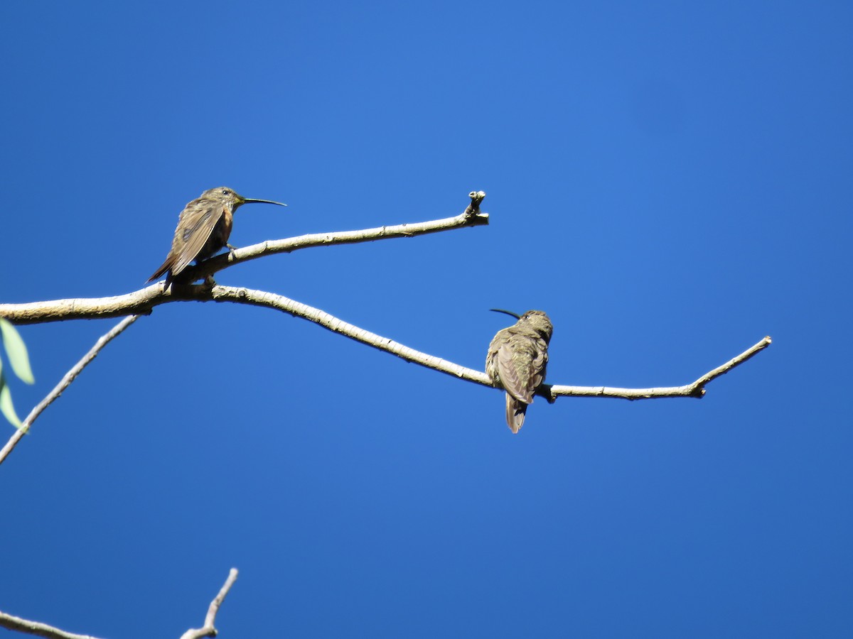 Rotflankenkolibri - ML620292811