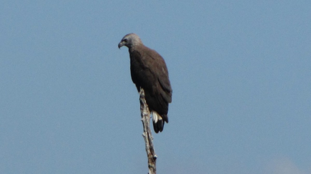 Gray-headed Fish-Eagle - ML620292813