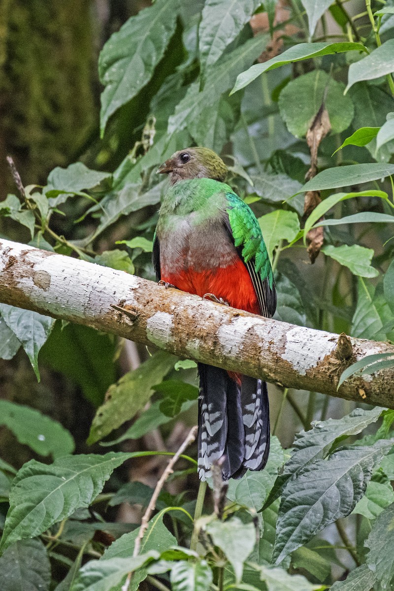 White-tipped Quetzal - ML620292815