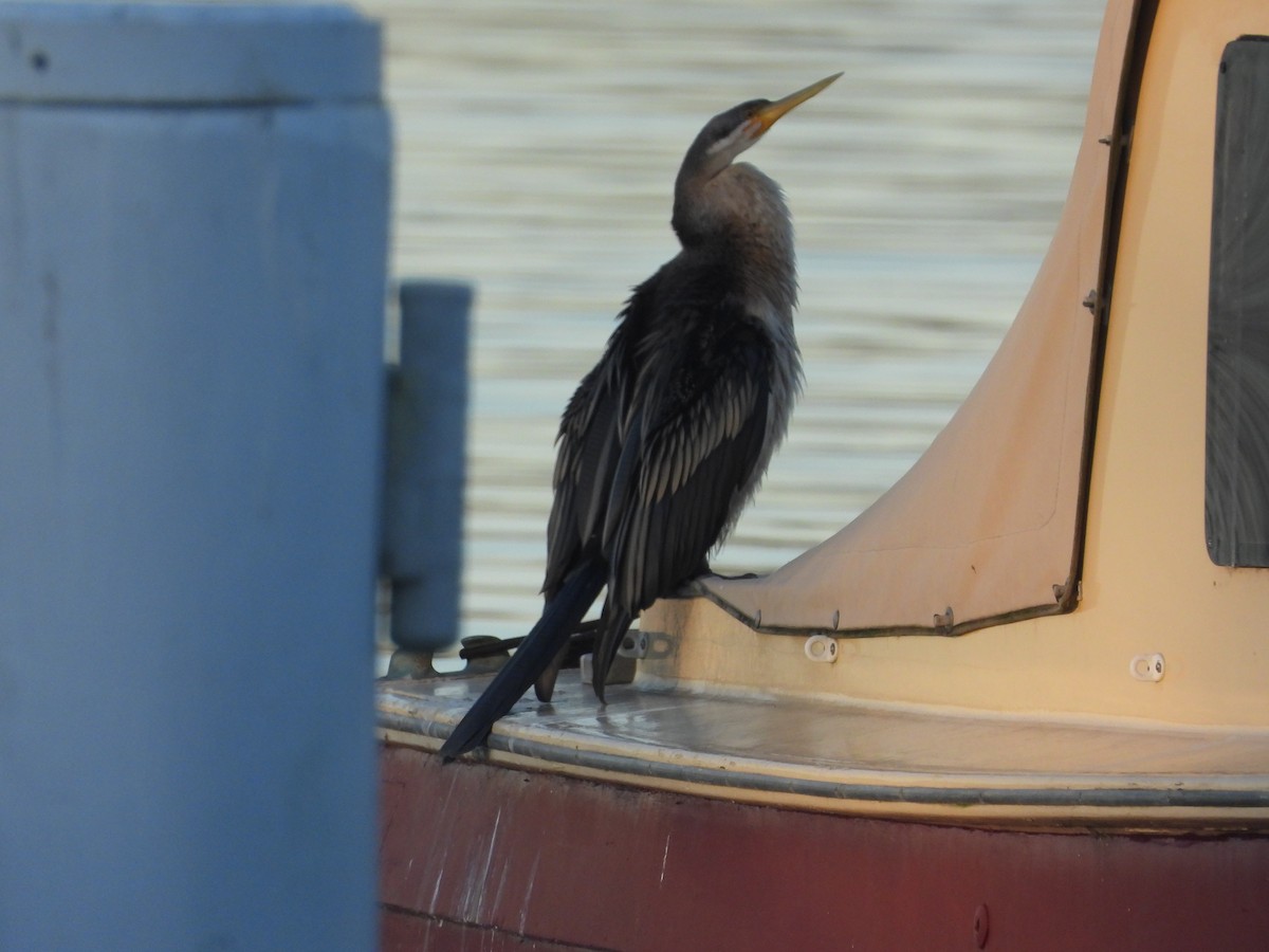 Anhinga Australiana - ML620292831