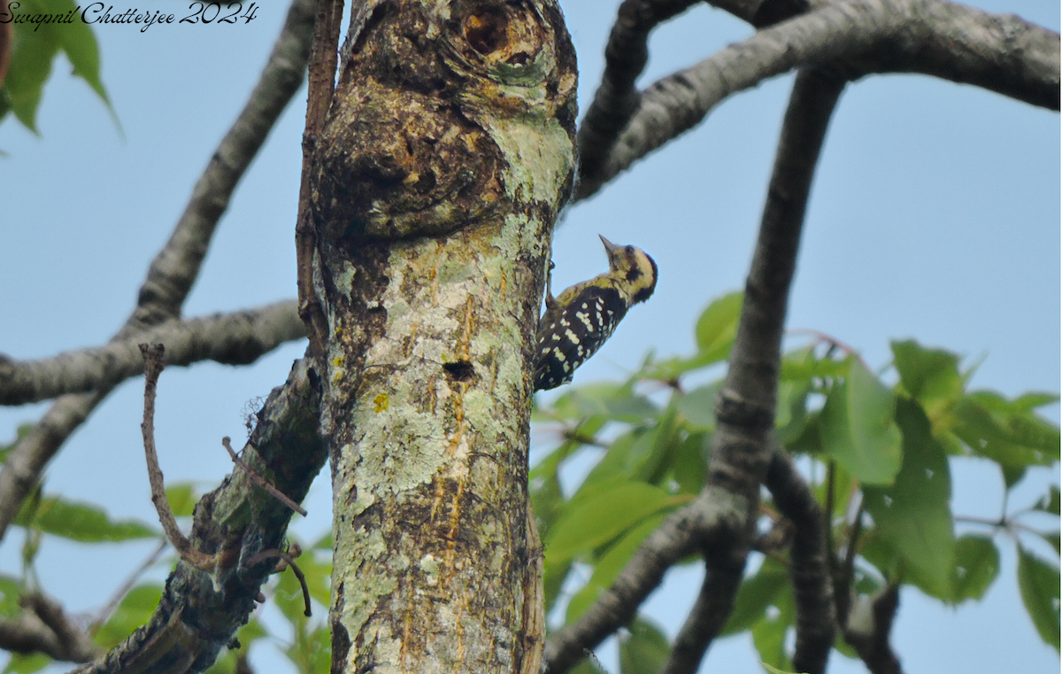 Gray-capped Pygmy Woodpecker - ML620292832