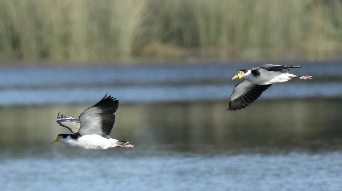 Masked Lapwing (Black-shouldered) - ML620292837