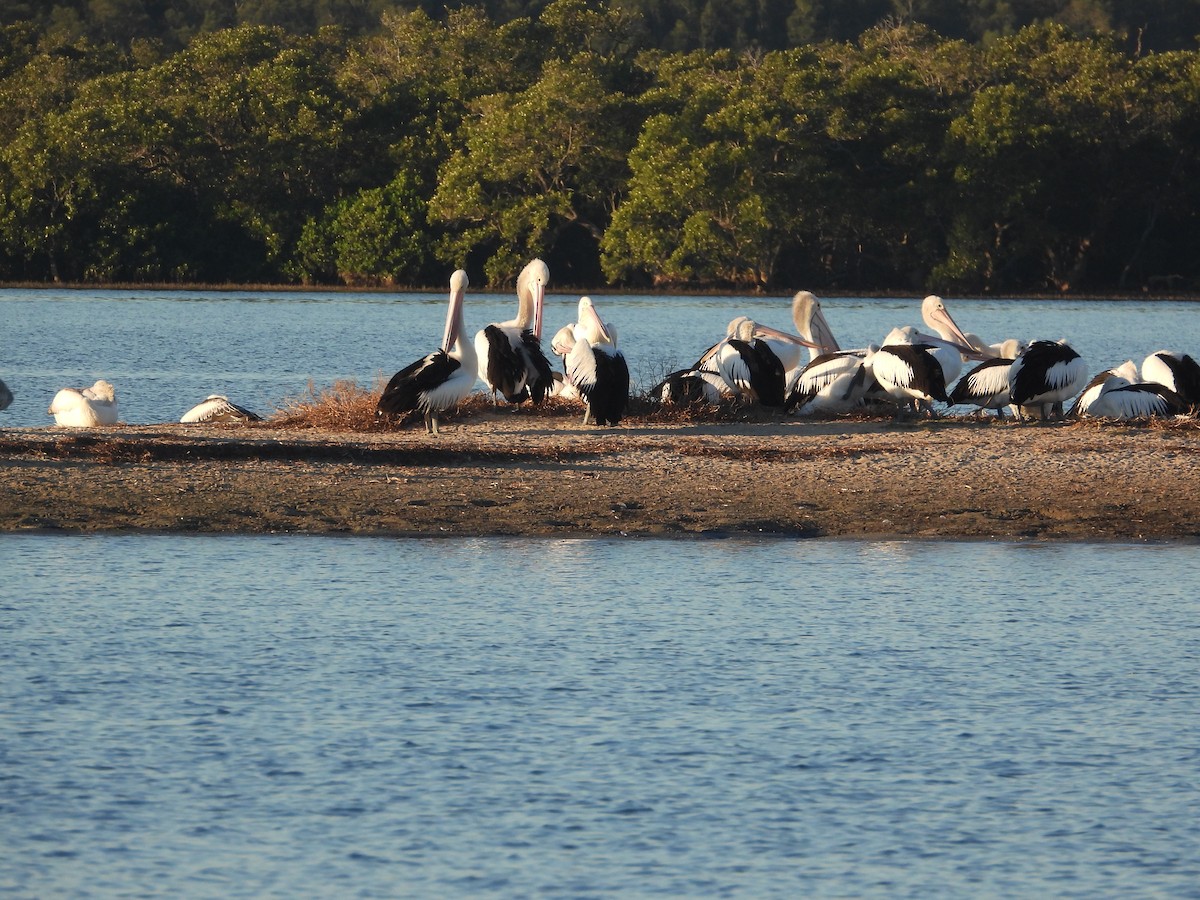 Australian Pelican - ML620292843