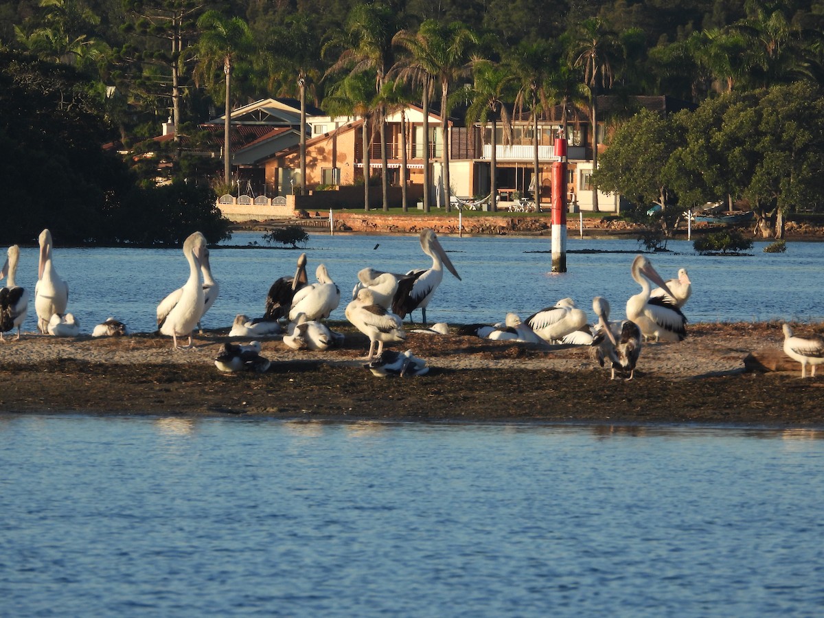 Australian Pelican - ML620292844