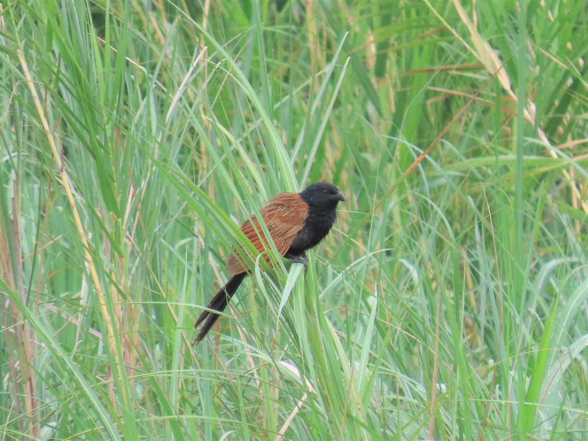 Lesser Coucal - ML620292849