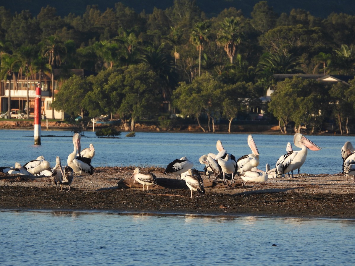 Australian Pelican - ML620292850