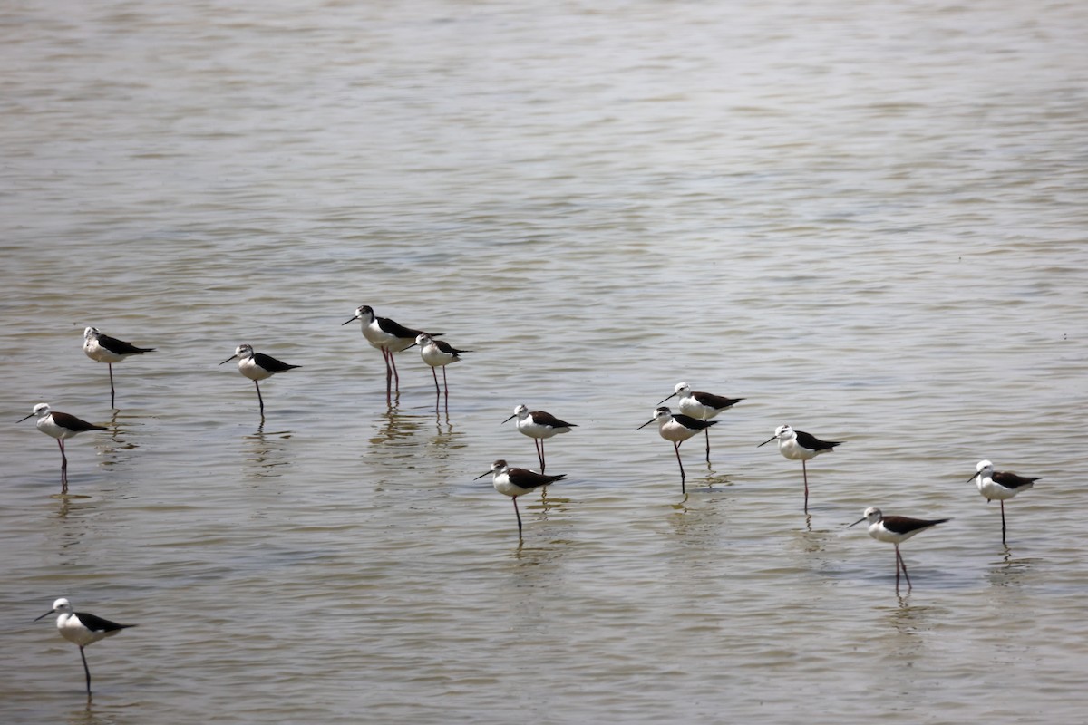 Black-winged Stilt - ML620292851