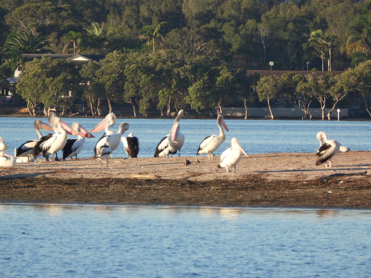 Australian Pelican - ML620292852