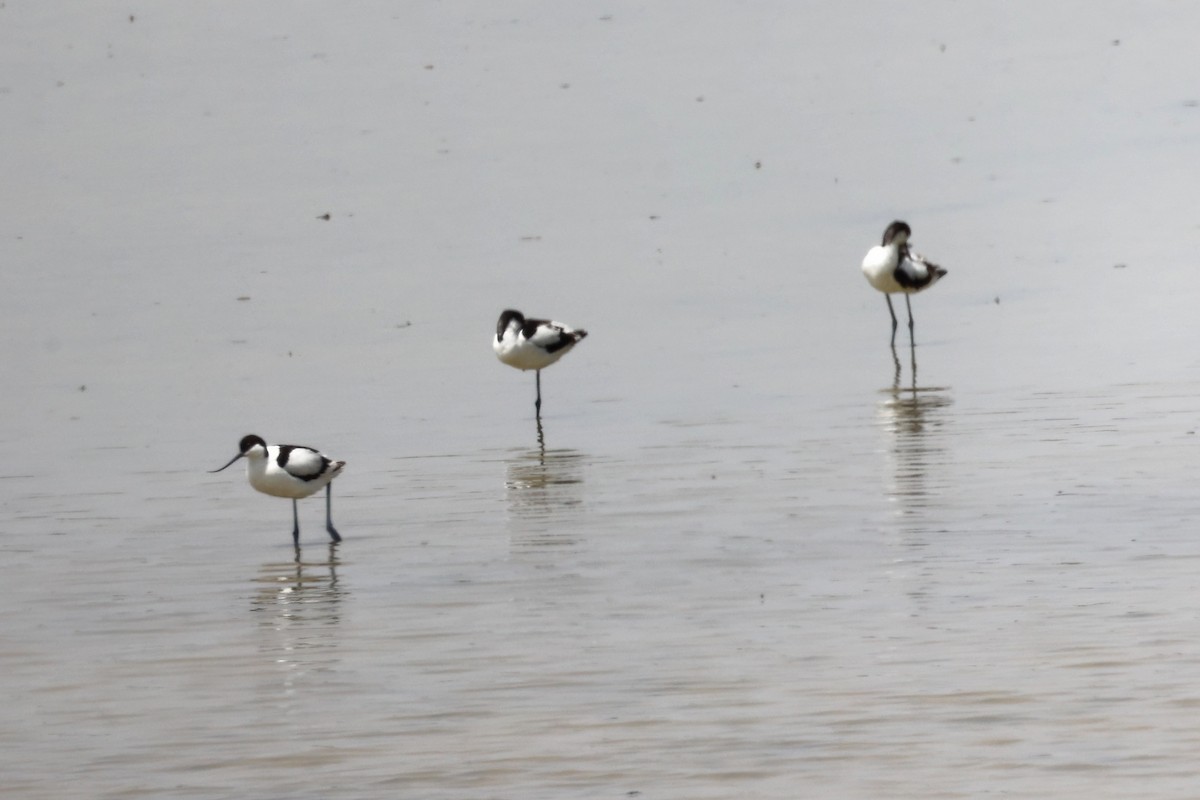 Pied Avocet - ML620292858