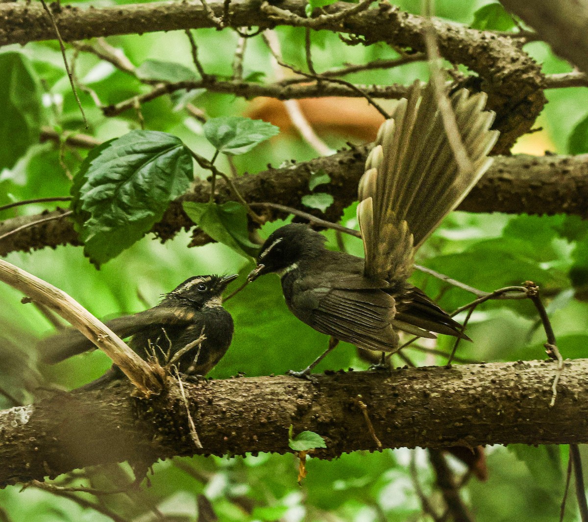 Spot-breasted Fantail - ML620292860