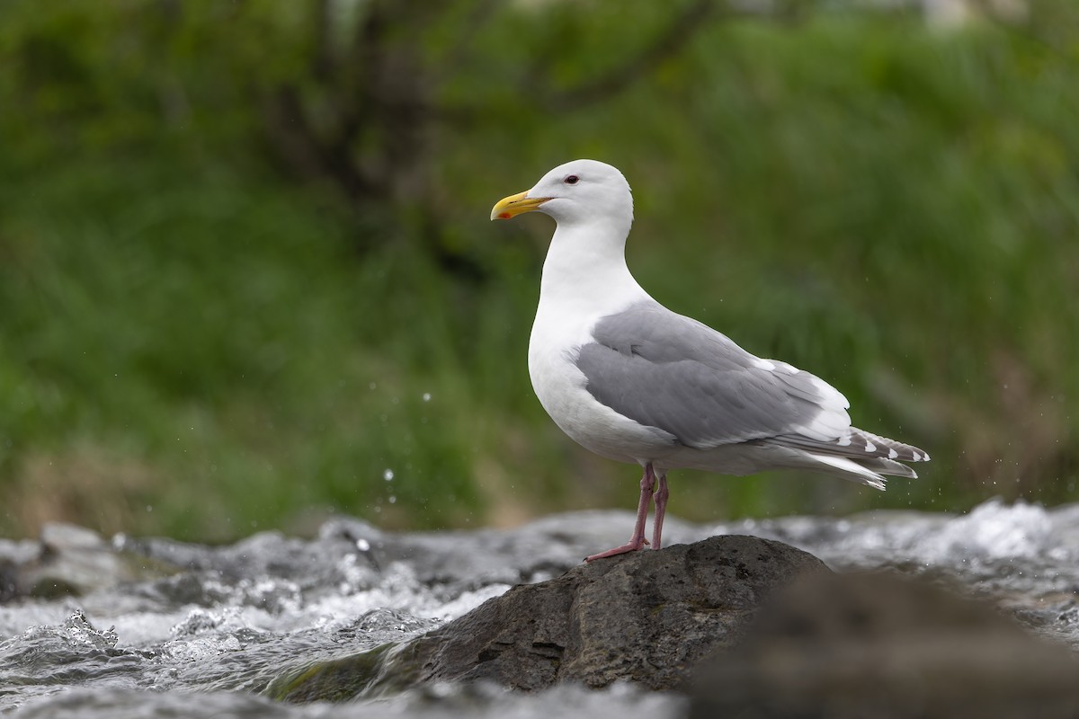 Glaucous-winged Gull - ML620292864