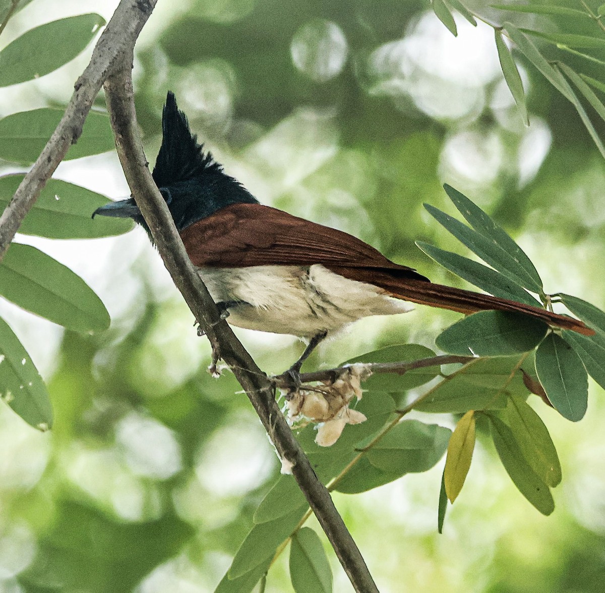 Indian Paradise-Flycatcher - ML620292867