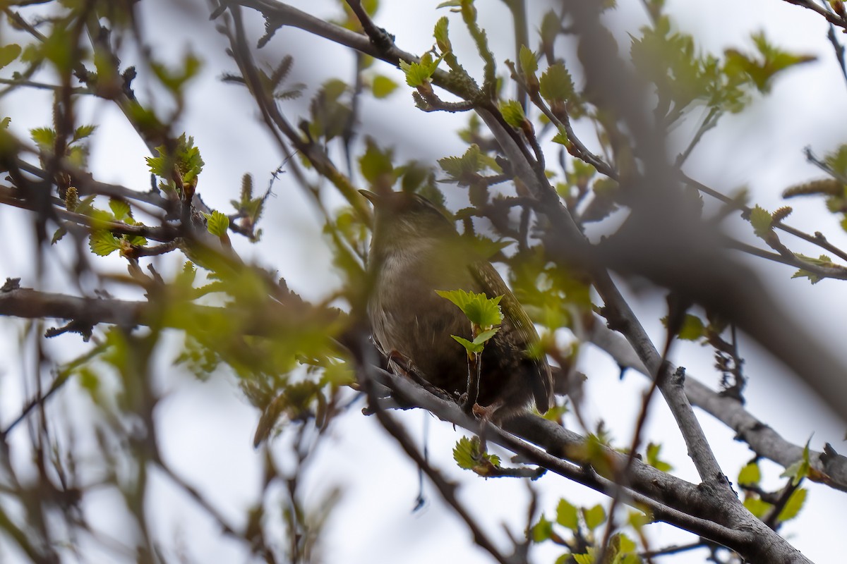 Eurasian Wren (Iceland) - ML620292870