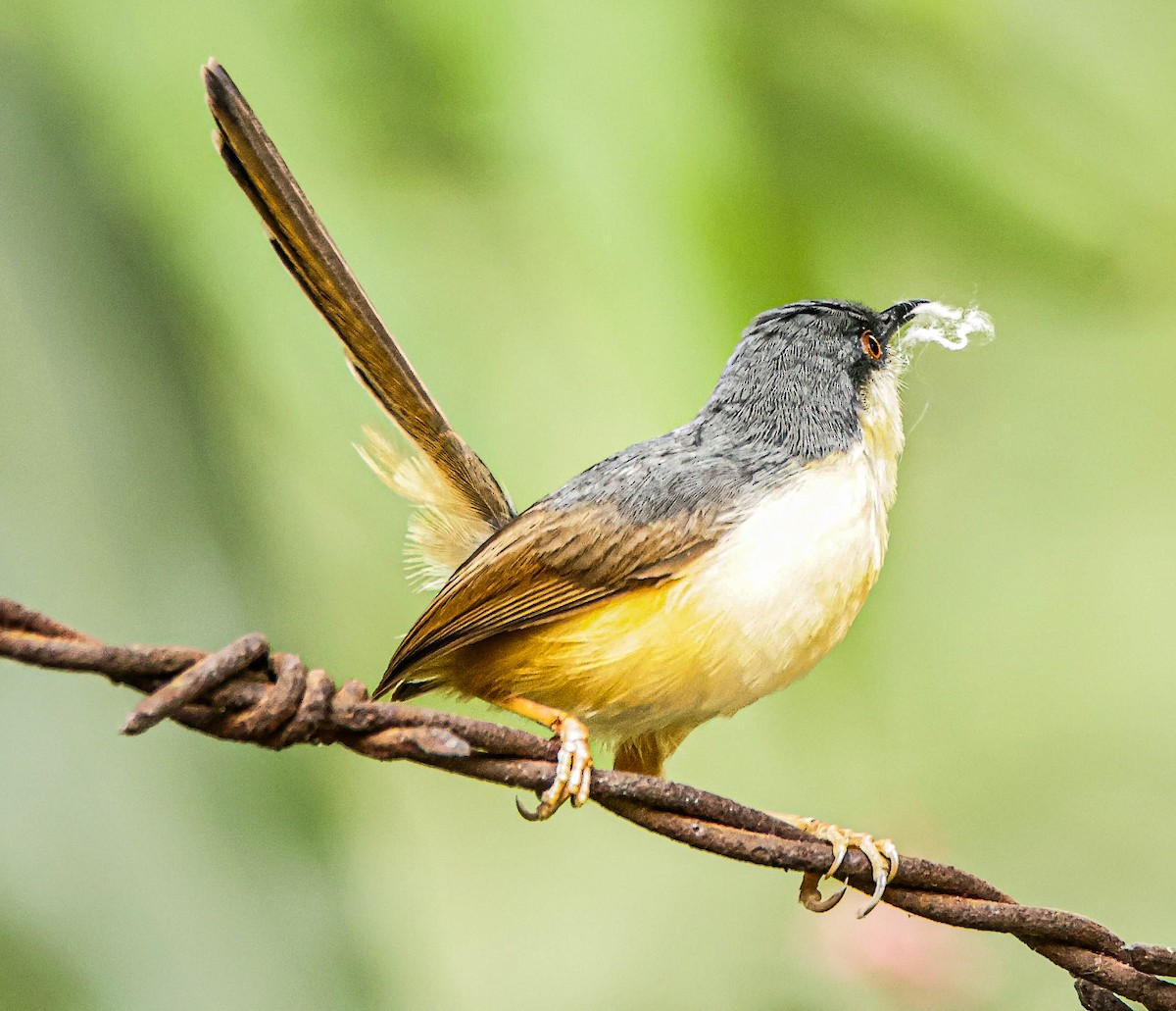 Ashy Prinia - ML620292873