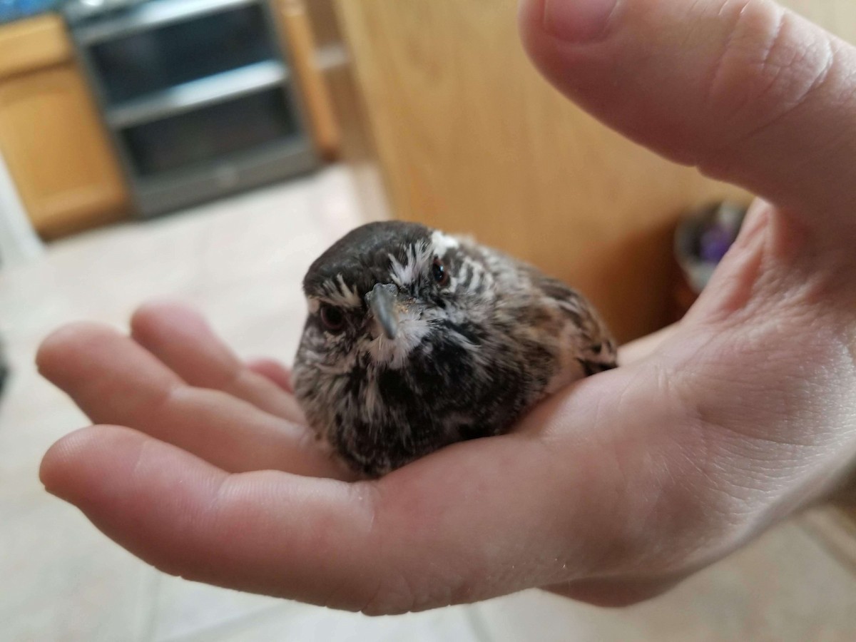 Cactus Wren - ML620292878