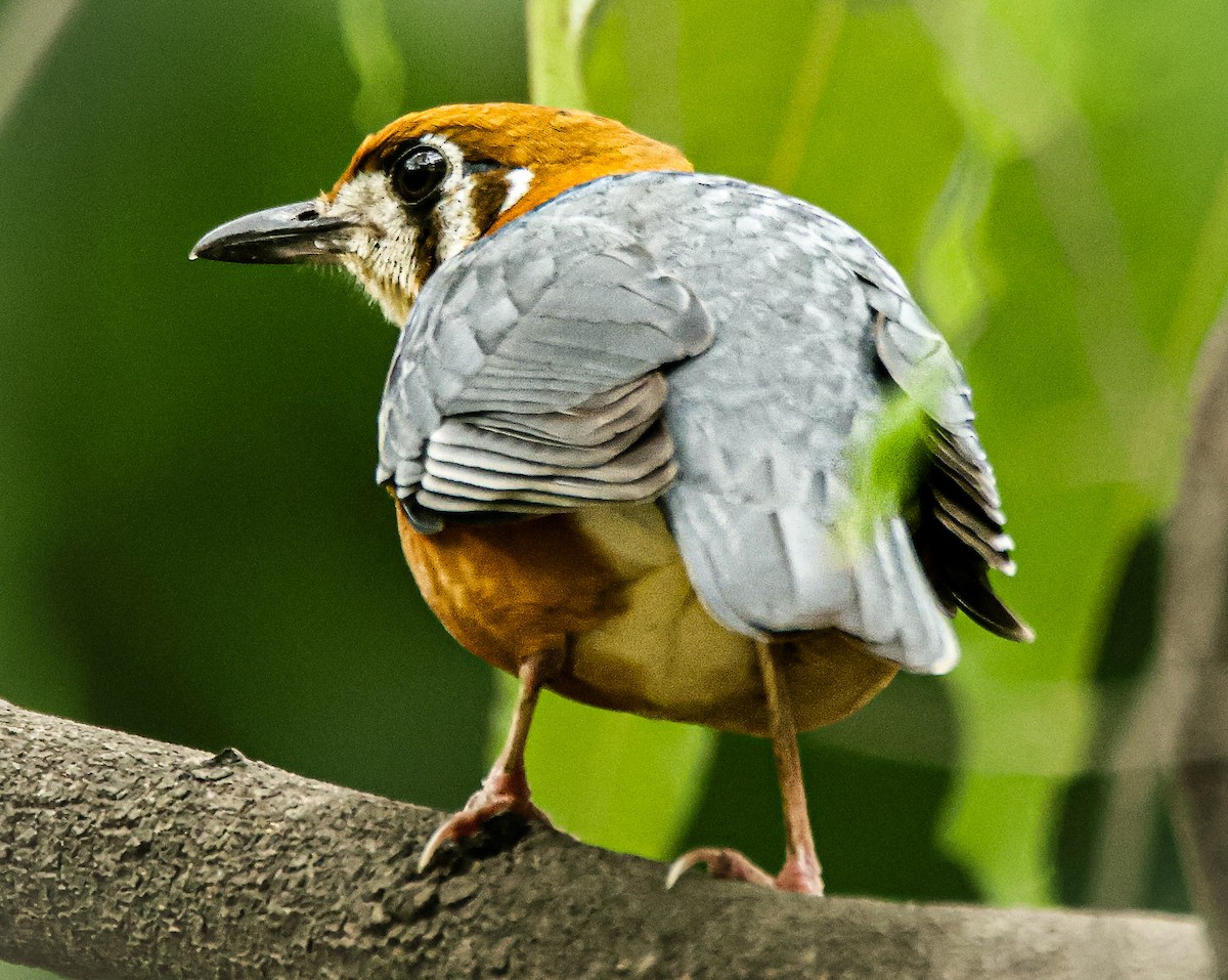 Orange-headed Thrush - ML620292880