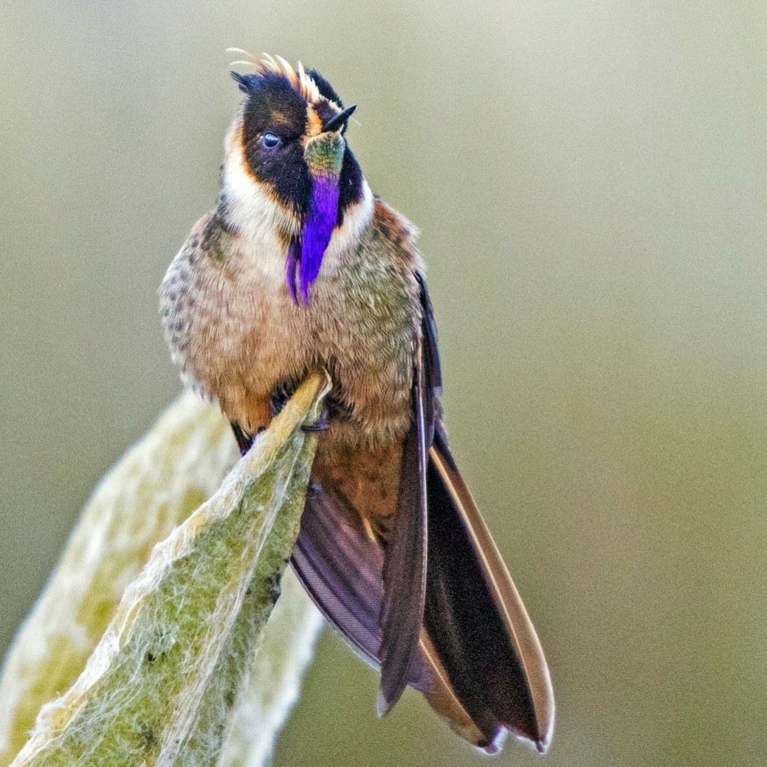 kolibřík tolimský - ML620292883